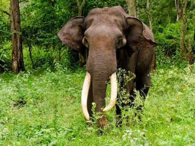 എല്ലാം നശിപ്പിച്ച് കാട്ടാനകൾ! പക്ഷെ ഒരു വാഴ മാത്രം വെറുതെ വിട്ടു, കാരണമെന്ത്?