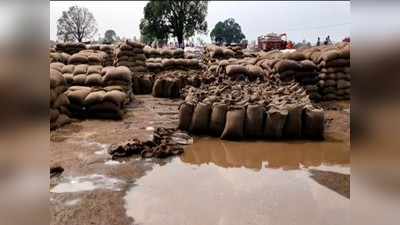Satna News: बेमौसम बारिश ने खोली प्रशासन की पोल, खरीदी केंद्रों में रखा गेहूं भीगा, जिम्मेदारों ने साधी चुप्पी