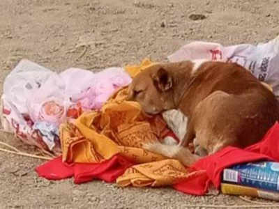 श्मशान घाट पर 5 दिन तक मृतक मालकिन के लौटने का इंतजार करता रहा वफादार कुत्ता