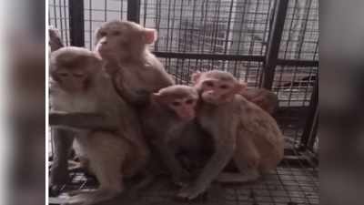 मोहीम फत्ते! करोना लसीचं संशोधन यशस्वी झाल्यानंतर १२ माकडांची सुखरुप घरवापसी