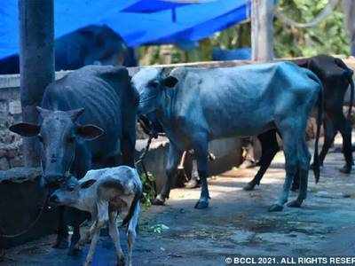 കൊവിഡ് രോഗികൾക്ക് ഗോശാലയിൽ ചികിത്സ; മരുന്നായി ഗോമൂത്രം, സംഭവം ഗുജറാത്തിൽ