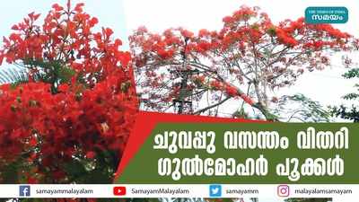 ചുവപ്പു വസന്തം വിതറി ഗുല്‍മോഹര്‍ പൂക്കള്‍