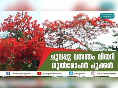 ചുവപ്പു വസന്തം വിതറി ഗുല്‍മോഹര്‍ പൂക്കള്‍