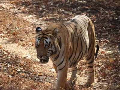 रोजगाराच्या शोधात गेलेल्या दोन महिलांवर वाघाचा हल्ला, क्षणात गमावला जीव