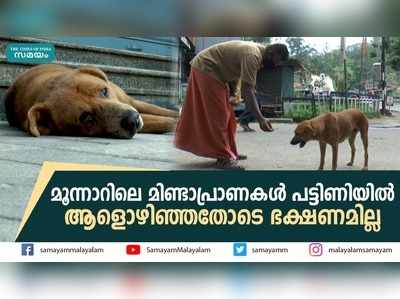 മൂന്നാറിലെ മിണ്ടാപ്രാണകള്‍ പട്ടിണിയില്‍; ആളൊഴിഞ്ഞതോടെ ഭക്ഷണമില്ല