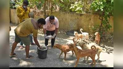 একজনও অভুক্ত থাকবে না, লকডাউনে পথকুকুরদের পেট ভরাতে ৬০ লক্ষ টাকা বরাদ্দ সরকারের