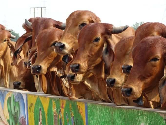 ​गाय के गोबर की थेरेपी