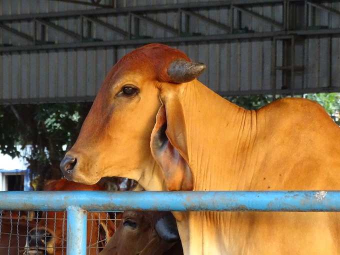 ​गोबर पर क्‍या कहते हैं आयुर्वेदिक डॉक्टर