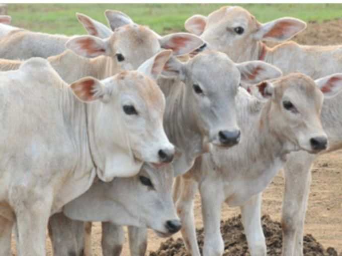 ​धर्म ग्रंथों में औषधीय गुणों से भरपूर है गाय का गोबर