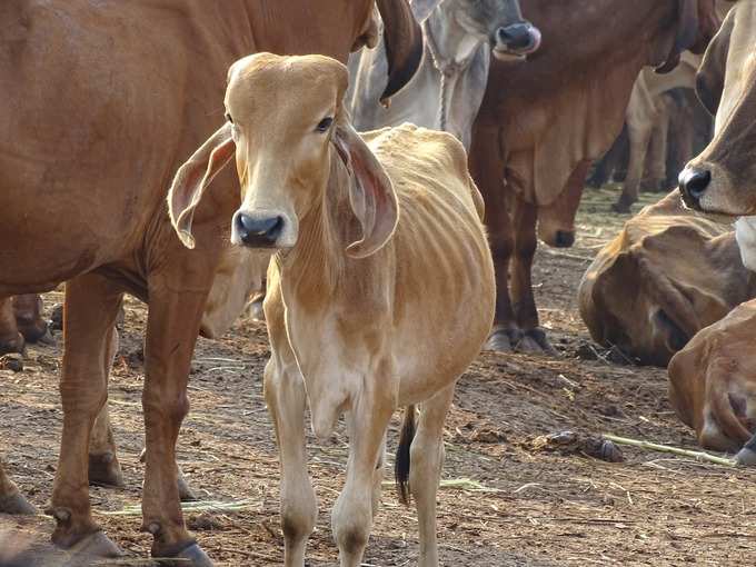 ​राजनेता भी कर चुके हैं गाय के मूत्र से इम्यूनिटी बढ़ाने का दावा