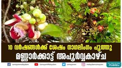 10 വർഷങ്ങൾക്ക് ശേഷം നാഗലിംഗം പൂത്തു;  മണ്ണാർക്കാട്ട് അപൂർവ്വകാഴ്ച