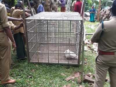 പുലിയെ വീഴ്ത്താൻ കൂട്; പനങ്കുടന്തയില്‍ വനം വകുപ്പ് കൂട് സ്ഥാപിച്ചു