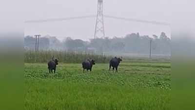 খাবারের খোঁজে ফের চাষ জমিতে দাপিয়ে বেড়াল ৩টি বাইসন