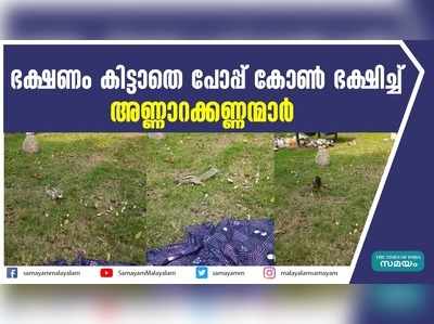 ഭക്ഷണം കിട്ടാതെ പോപ്പ് കോണ്‍ ഭക്ഷിച്ച് അണ്ണാറക്കണ്ണന്മാര്‍