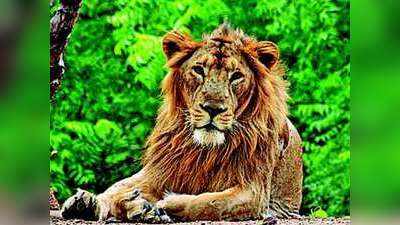 Coronavirus in Lion: जयपुर चिड़ियाघर के शेर को कोरोना, एक वॉइट टाइगर में भी संक्रमण की आशंका