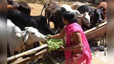 பசுவிற்கு ஏன் அகத்திக் கீரை கொடுத்து வழிபட வேண்டும்?