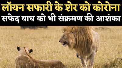 अब शेरों को भी कोरोना, जयपुर लॉयन सफारी का त्रिपुर पॉजिटिव, सफेद बाघ को भी संक्रमण की आशंका