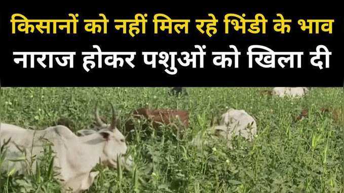 बाजार में 40 के, किसानों को मिल रहे आठ रुपये किलो, नाराज होकर भिंडी की फसल पशुओं को खिला दी