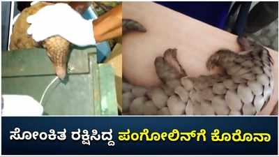 ಒಡಿಶಾ: ಸೋಂಕಿತ ರಕ್ಷಿಸಿದ್ದ ಪಂಗೋಲಿನ್‌ಗೆ ಕೊರೊನಾ ದೃಢ; ಐಸೋಲೇಷನ್‌ ಬಳಿಕ ಕಾಡಿಗೆ