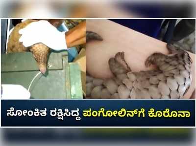 ಒಡಿಶಾ: ಸೋಂಕಿತ ರಕ್ಷಿಸಿದ್ದ ಪಂಗೋಲಿನ್‌ಗೆ ಕೊರೊನಾ ದೃಢ; ಐಸೋಲೇಷನ್‌ ಬಳಿಕ ಕಾಡಿಗೆ