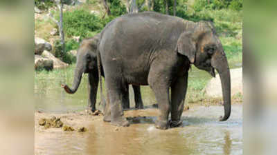 Elephants Died Assam: असम के नगांव में आकाशीय बिजली गिरने से 18 हाथियों की दर्दनाक मौत