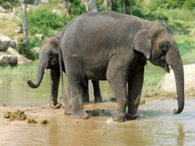 Elephants Died Assam: असम के नगांव में आकाशीय बिजली गिरने से 18 हाथियों की दर्दनाक मौत