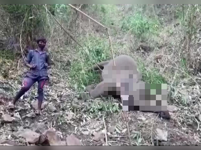 Assam: आसाममध्ये वीज कोसळून १८ हत्तींचा मृत्यू