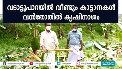 വടാട്ടുപാറയിൽ വീണ്ടും കാട്ടാനകൾ; വൻതോതിൽ കൃഷിനാശം