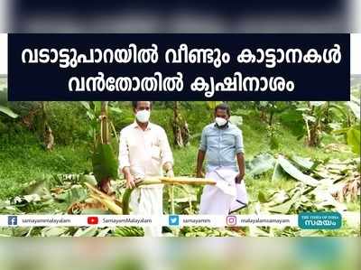 വടാട്ടുപാറയിൽ വീണ്ടും കാട്ടാനകൾ; വൻതോതിൽ കൃഷിനാശം