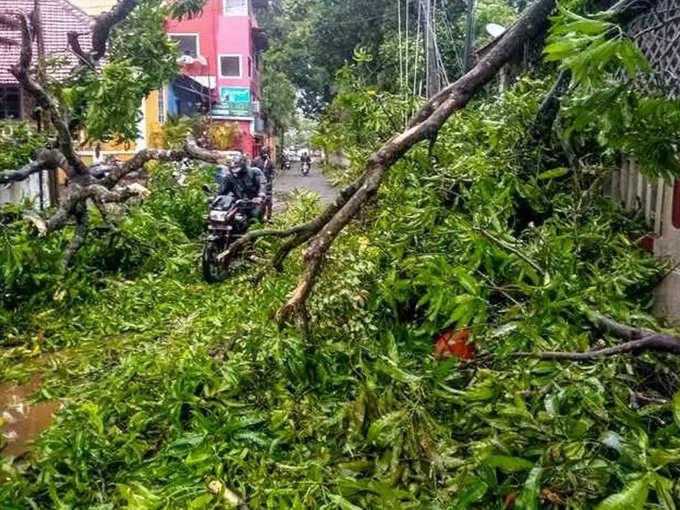 साइक्लोन तौकते के कारण गोवा के पणजी में कई पेड़ गिरे। सड़कों पर वाहनों की आवाजाही प्रभावित।