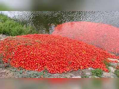 கொரோனாவால் மீன்களுக்கு கொண்டாட்டம்;                                             பிரஷ் தக்காளியை கடித்துக் குதறி கும்மாளம்!