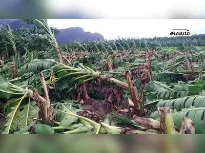 கன்னியாகுமரியில்  கனமழை...வாழை மரங்கள் சேதம்.. !