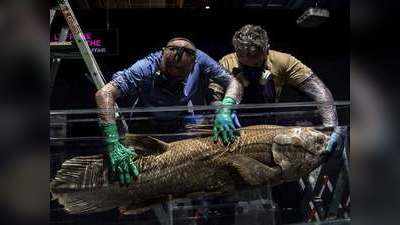 मेडागास्‍कर तट पर मिली डायनासोर के काल की मछली, 42 करोड़ साल पुरानी मछली के हैं 4 पैर