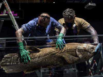 मेडागास्‍कर तट पर मिली डायनासोर के काल की मछली, 42 करोड़ साल पुरानी मछली के हैं 4 पैर