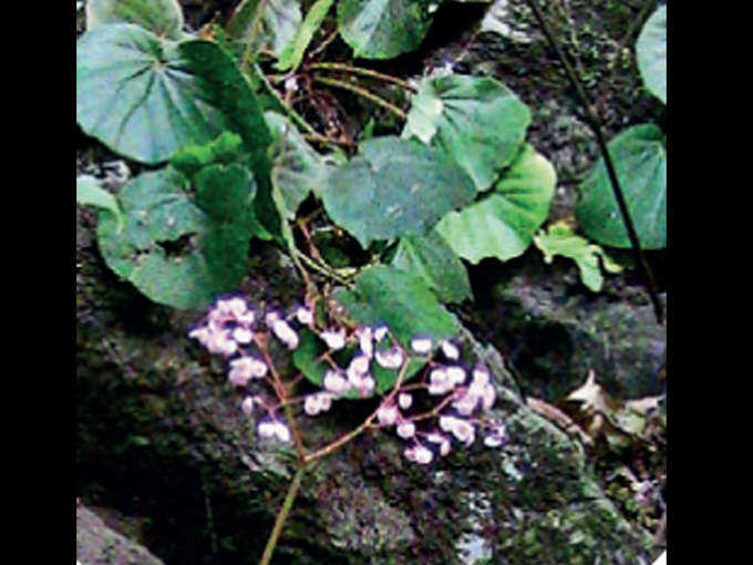 ​ಬೆಗೊನಿಯಾಸ್