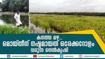 കനത്ത മഴ... മൊയ്തീന് നഷ്ടമായത് ഒരേക്കറോളം വരുന്ന നെല്‍കൃഷി