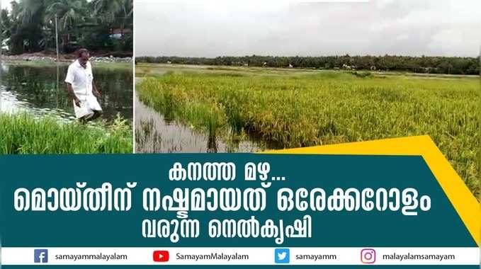 കനത്ത മഴ... മൊയ്തീന് നഷ്ടമായത് ഒരേക്കറോളം വരുന്ന നെല്‍കൃഷി