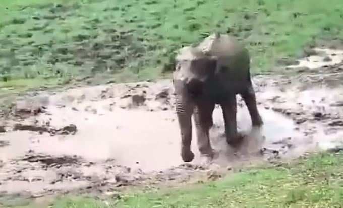 baby elephant3
