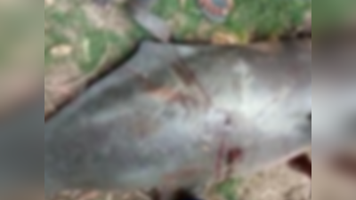 Sitapur news: ग्रामीणों ने नहर में डॉल्फिन का किया शिकार, 2 नामजद सहित दर्जनों पर केस दर्ज
