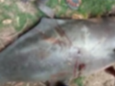 Sitapur news: ग्रामीणों ने नहर में डॉल्फिन का किया शिकार, 2 नामजद सहित दर्जनों पर केस दर्ज