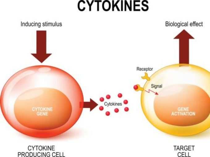 ​संक्रमित होने के दूसरे सप्ताह बाद आता है साइटोकाइन