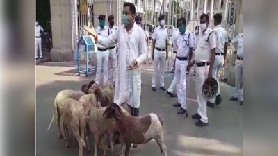 রাজভবনের সামনে আচমকাই ভেড়ার পাল! তাড়াতে নাজেহাল পুলিশ