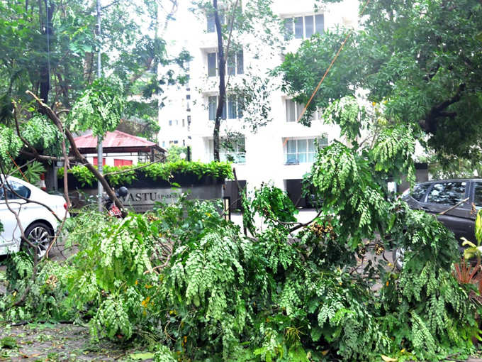 आलिया-रणबीर के घर के बाहर गिरे पेड़