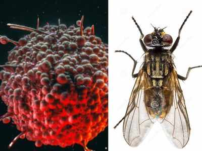 क्या संक्रमित व्यक्ति के मल के जरिए मक्खियों से भी फैल सकता है COVID-19? जानिए क्या कहता है शोध