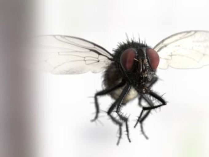 ​24 घंटे में वायरस फैला सकती हैं मक्खियां