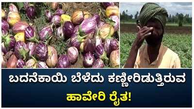 ಬದನೆಕಾಯಿ ಬೆಳೆದು ಸೂಕ್ತ ಬೆಲೆ ಸಿಗದೆ ಕಣ್ಣೀರಿಡುತ್ತಿರುವ ಹಾವೇರಿ ರೈತ!