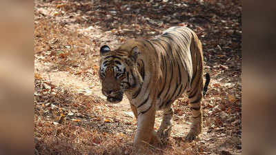 Gadchiroli Tiger Attack: गडचिरोलीत वाघाची दहशत; आठ दिवसांत तीन महिलांना बनवले भक्ष्य