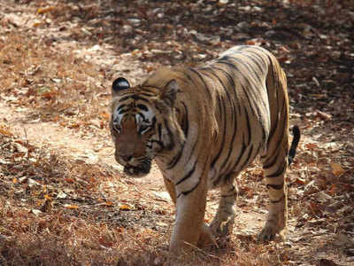 Gadchiroli Tiger Attack: गडचिरोलीत वाघाची दहशत; आठ दिवसांत तीन महिलांना बनवले भक्ष्य