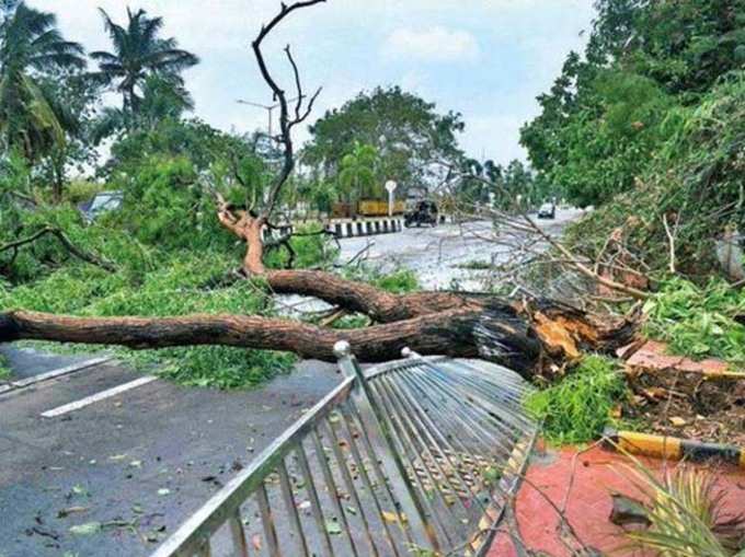 पेड़ गिरने के 2,364 मामले, गेटवे ऑफ इंडिया को भी नुकसान