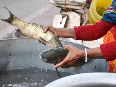 कोरोना संकट में घटी मछली की बिक्री: क्या गंगा नदी में शव मिलने से मछलियों में भी फैलता है संक्रमण, जानिए एक्सपर्ट्स की राय